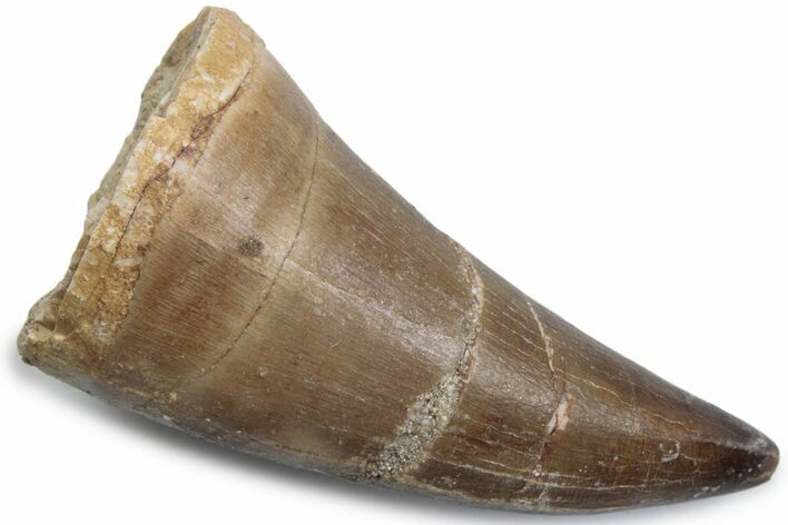 Fossil Mosasaur (Mosasaurus) Tooth - Morocco #384021